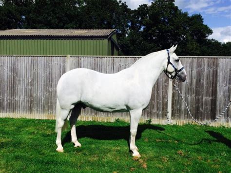 2 miles away) Breeder 28. . Horses for sale hampshire